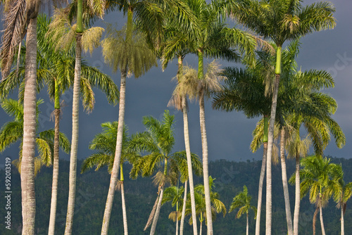 Tall palm trees illuminated in sunlight. The Royal Palm Reserve contains 114 plant species in the Great Morass of the Negril River in Jamaica; Jamaica, West Indies photo