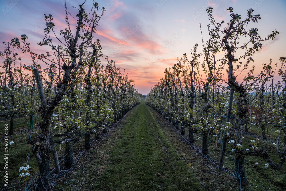 View of rows of pear trees with blossoms in an orchard during sunrise with beautiful orange clouds. View of rows of pear trees with blossoms in an orchard during sunrise with beautiful orange clouds.