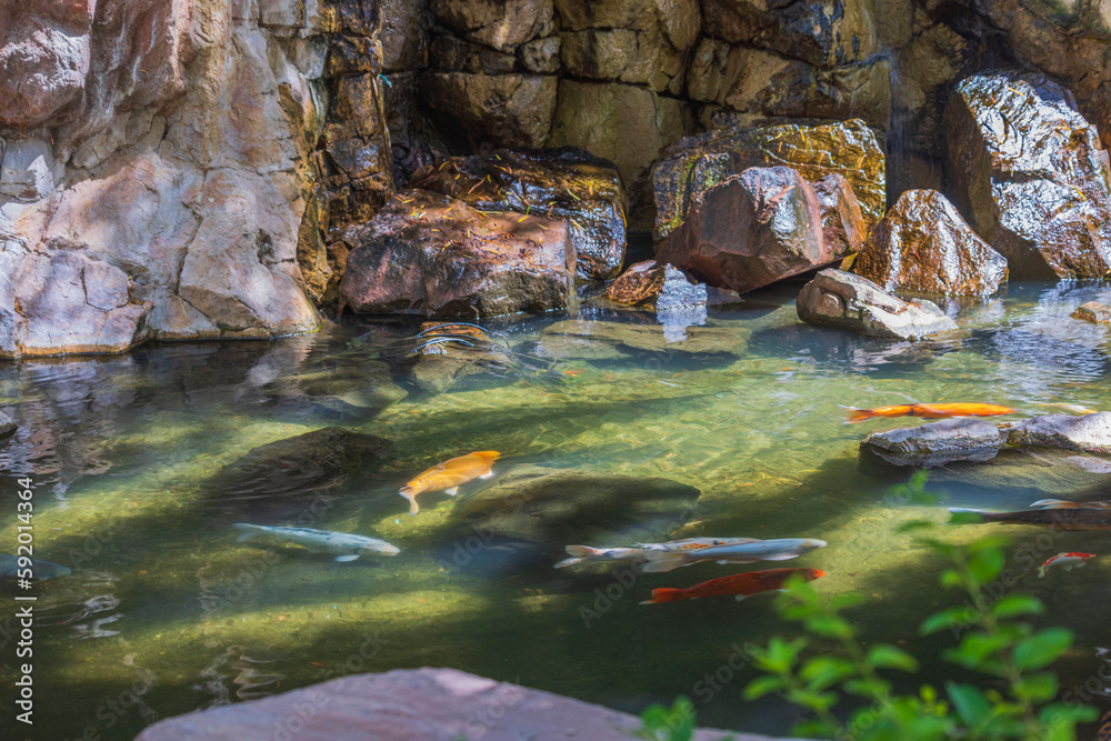 Fototapeta premium Beautiful view of flock of fish of colorful koi in pond.