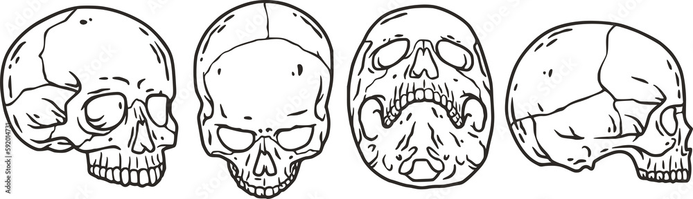 Skull vector set for halloween design. Skeleton head collection or bone brutal skull. Skull vector set for halloween design. Skeleton head collection or bone brutal skull.