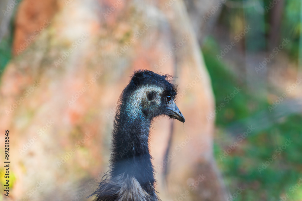 Portrait of a brown emu on a green background. Portrait of a brown emu on a green background.
