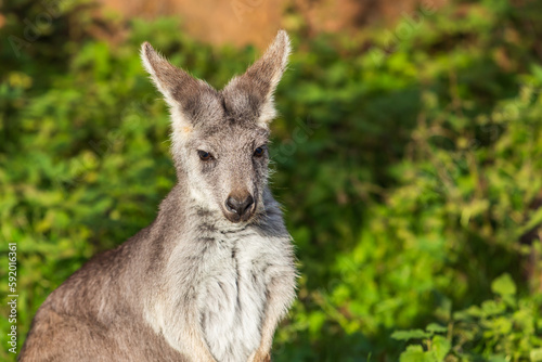 Fototapeta Naklejka Na Ścianę i Meble -  Beautiful little kangaroo on a green meadow