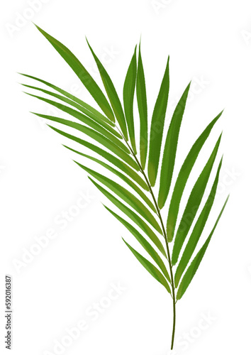 palm leaf watercolor illustration isolated on transparent background