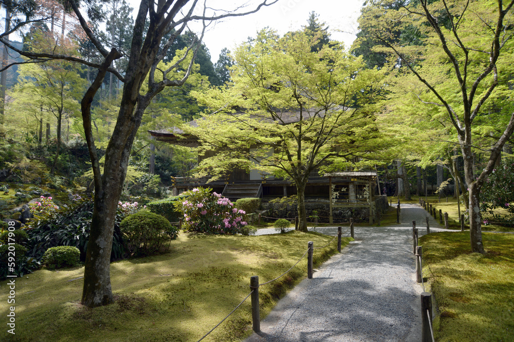 Obraz premium 春の三千院 庭園と往生極楽院 京都市左京区大原