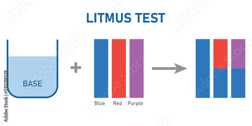 Bases cause red litmus paper to turn  blue. Scientific vector illustration isolated on white background.