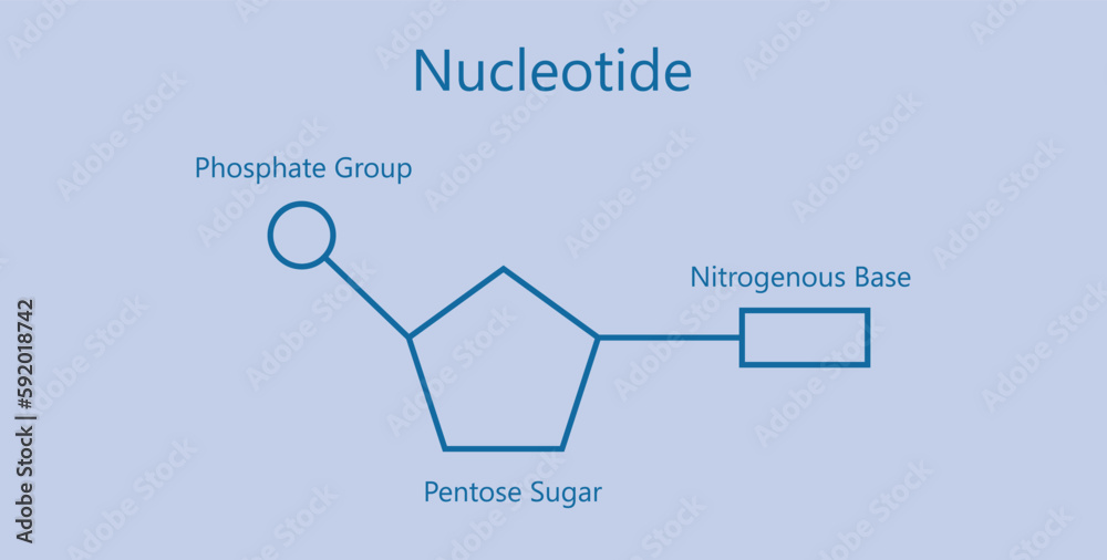 Chemical structure of DNA nucleotide. Three parts of a nucleotide