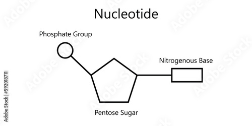 Chemical structure of DNA nucleotide. Three parts of a nucleotide. Phosphate group, pentose sugar and nitrogenous base. Nucleic acids. Vector illustration isolated on white background. photo