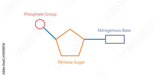 Chemical structure of DNA nucleotide. Three parts of a nucleotide. Phosphate group, pentose sugar and nitrogenous base. Nucleic acids. Vector illustration isolated on white background.