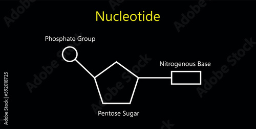 Chemical structure of DNA nucleotide. Three parts of a nucleotide. Phosphate group, pentose sugar and nitrogenous base. Nucleic acids. Vector illustration isolated on white background.