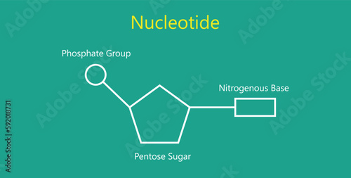 Chemical structure of DNA nucleotide. Three parts of a nucleotide. Phosphate group, pentose sugar and nitrogenous base. Nucleic acids. Vector illustration isolated on chalkboard.