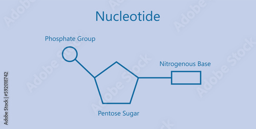 Chemical structure of DNA nucleotide. Three parts of a nucleotide. Phosphate group, pentose sugar and nitrogenous base. Nucleic acids. Vector illustration isolated on blue background.