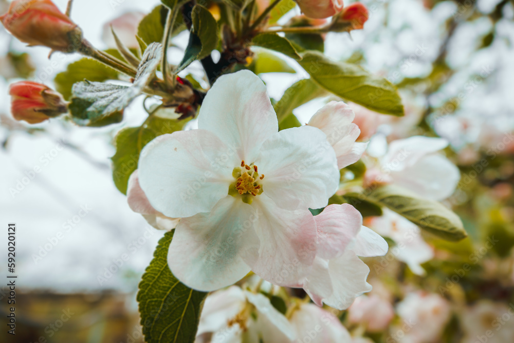 Obraz premium Apple blossom in spring