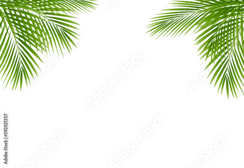 Green Palm Tree Frame Isolated White Background