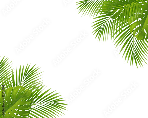 Palm Tree Leaves Leaves Frame Isolated Transparent Background