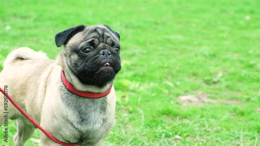 Portrait of a one-year-old cute pug with a collar around his neck during a walk in the park Portrait of a one-year-old cute pug with a collar around his neck during a walk in the park