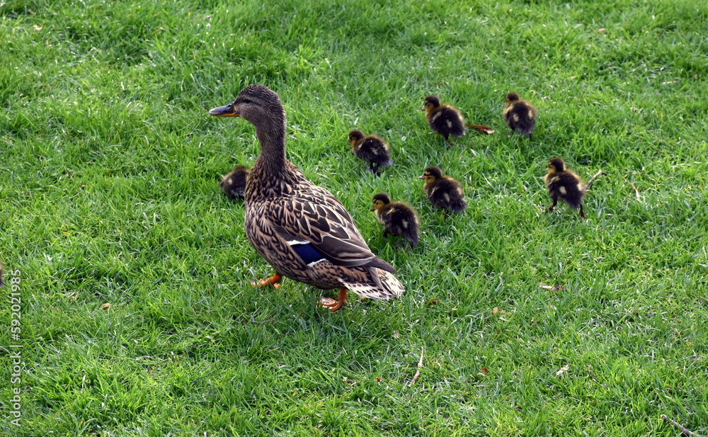 Entenspaziergang im Freiburger Stadtgarten Entenspaziergang im Freiburger Stadtgarten