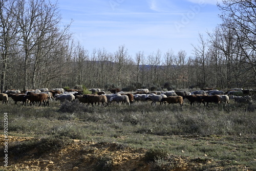 ruta por villardeciervos