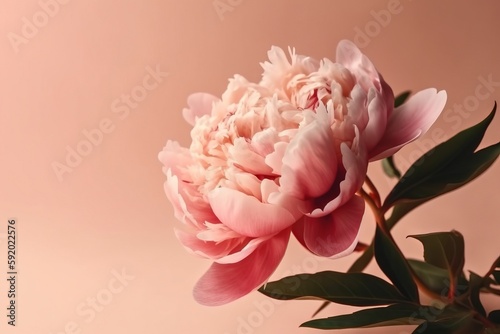  a large pink flower with green leaves on a pink background with a light pink background and a pink wall in the background with a light pink background.  generative ai