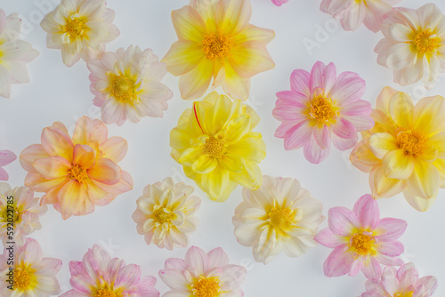 Colourful pink, yellow, orange and white spring flowers on white background