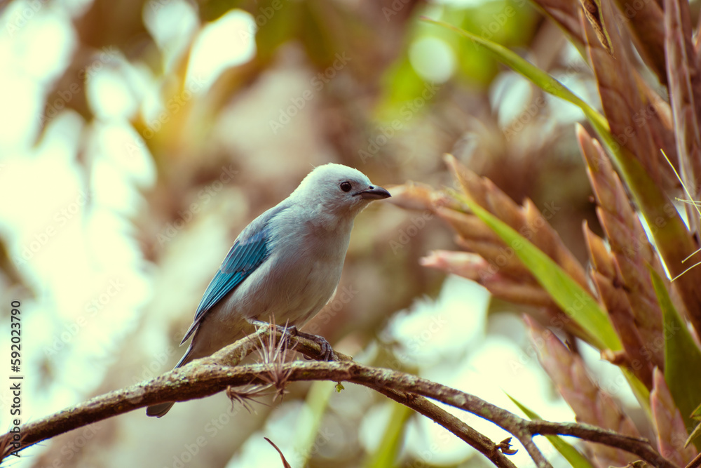 Obraz premium bird on a branch