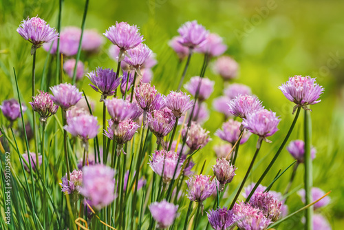 Small purple chives flowers growing in garden on bunch of herbs, closeup detail