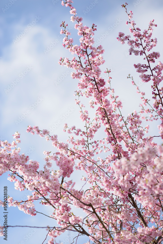 Branches of light pink blooming sakura in a sunshine, flowering cherry tree