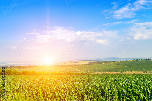Green corn field and light sunset.