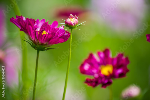 colorful flowers in nature, petals, flower art, wall art, wallpaper, nature beauty, plants, spring flowers