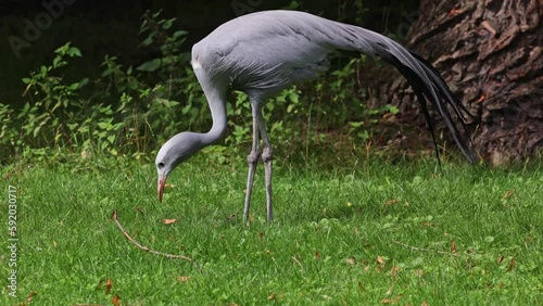 The Blue Crane, Grus paradisea, is an endangered bird specie endemic to Southern Africa. It is the national bird of South Africa photo