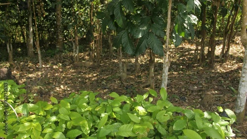 Young tree forest with young cocoa trees in the foreground, in Ivory Coast