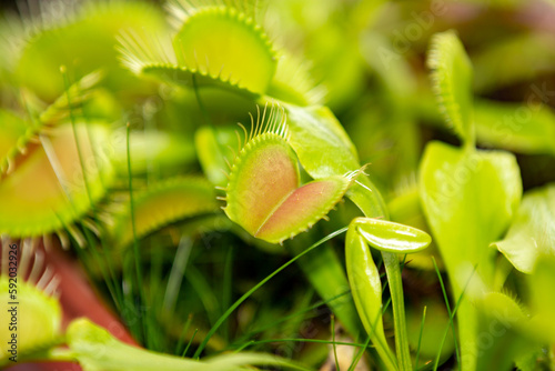 Carnivorous plant Dionaea muscipula in selective focus and depth blur
