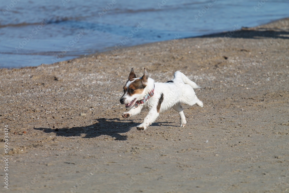 Fototapeta premium Jack Russell terrier playing on the beach