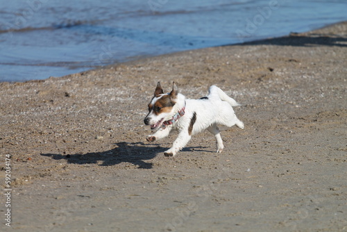 Jack Russell terrier playing on the beach © Jacek