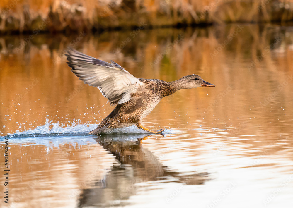 Fototapeta premium A Gadwall drake Juvenile, traveling at a high rate of speed, lands on a golden water pond during the Fall Season in Colorado.