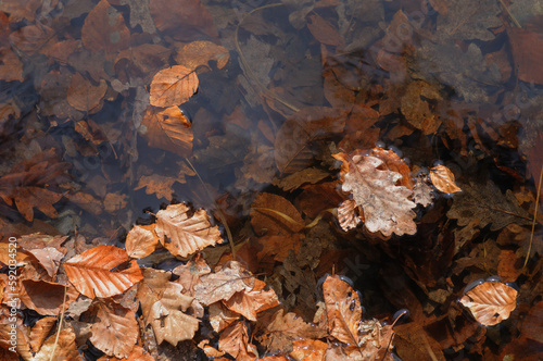 Fallen leaves in a puddle of water. Autumn background.