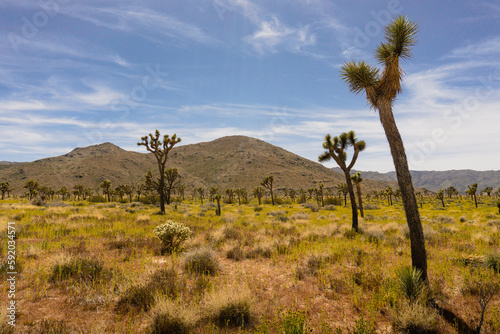 Yucca trees scattered in the desert in California's Joshua Tree National Park with mountains in the distance and blue sky above 