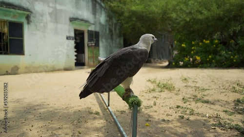 An eagle in captivity. Orchid Island. A tourist destination in the North of Nha Trang in Vietnam.  photo