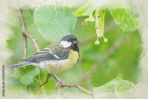 Digital watercolour paintng of a Great Tit, Parus major in a natural woodland setting. photo