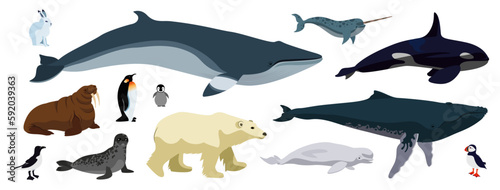 Vector Illustrations isolated on a white background. Artic animals, north and south pole. Marine and land mammals