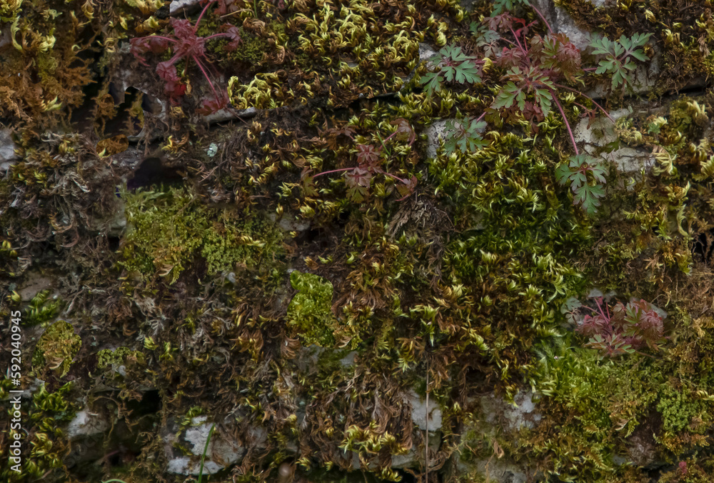 Different colours and tyes of moss and lichen Different colours and tyes of moss and lichen