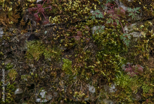 Different colours and tyes of moss and lichen