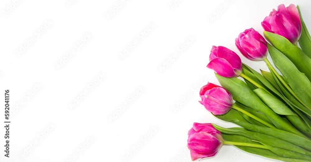 Banner of pink spring flowers tulips on a white background. Postcard with beautiful tulips. Flat lay. March 8, mother's day, father's day, birthday, valentine's day concept. Space for copy text. Banner of pink spring flowers tulips on a white background. Postcard with beautiful tulips. Flat lay. March 8, mother's day, father's day, birthday, valentine's day concept. Space for copy text.