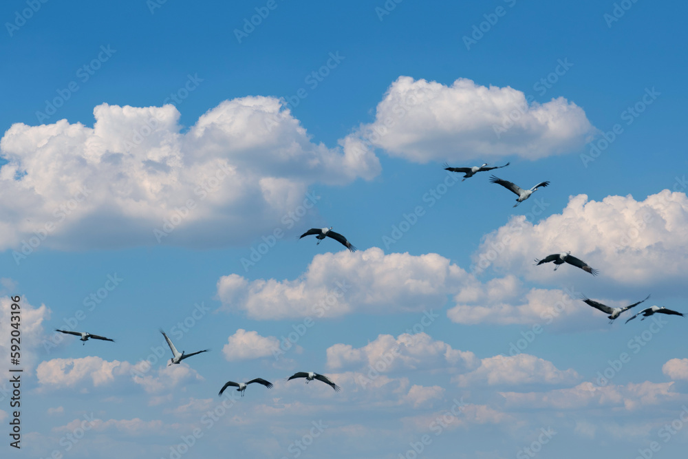 Obraz premium Flock of migrating Grey herons in the sky
