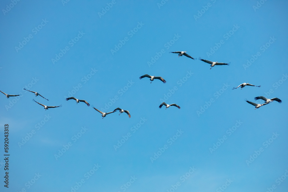 Flock of migrating Grey herons in the sky