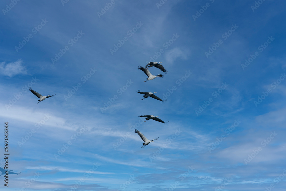Flock of migrating Grey herons in the sky