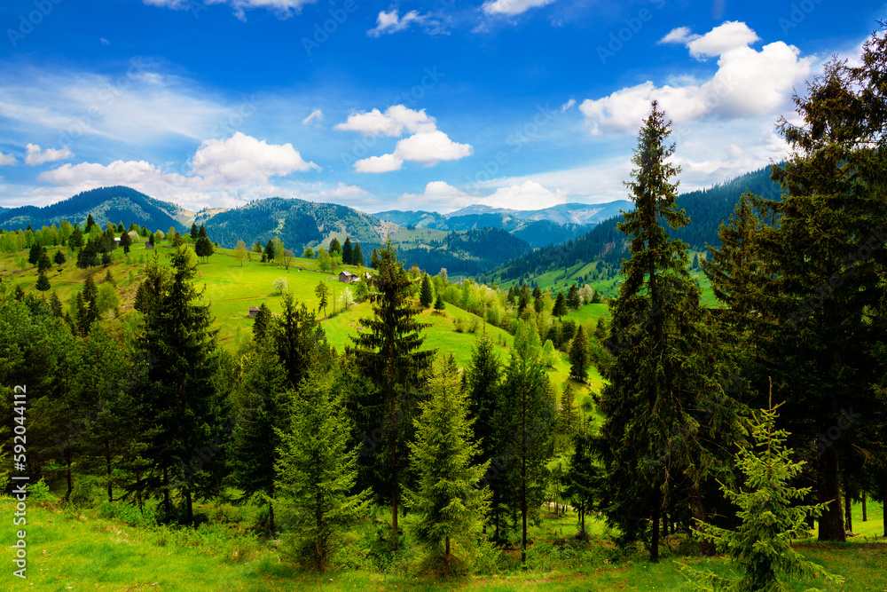 Pine forest in the mountains. The pine forest is in the high mountains.