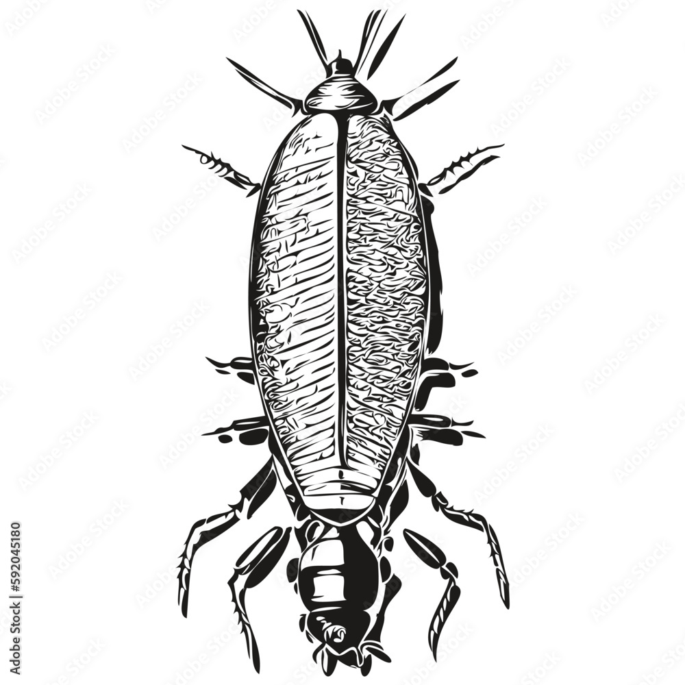 Black and white linear paint draw cockroach vector illustration ...