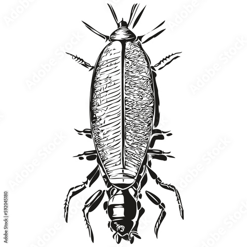 Black and white linear paint draw cockroach vector illustration cockroaches