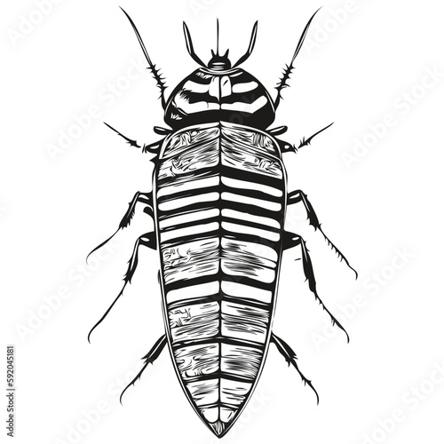 Black and white linear paint draw cockroach vector illustration cockroaches