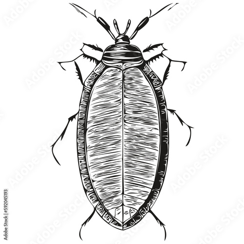 Black and white linear paint draw cockroach vector illustration cockroaches